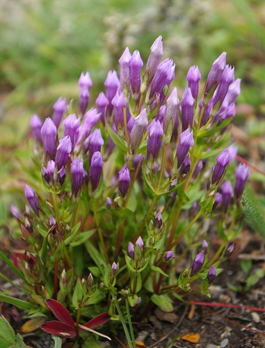 fourpart dwarf gentian (Gentianella propinqua ssp. propinqua)
