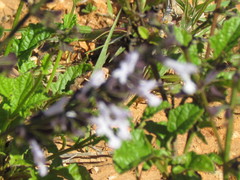 Salvia triangularis