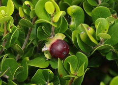 Diospyros rotundifolia