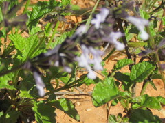 Salvia triangularis