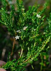 Diosma thyrsophora