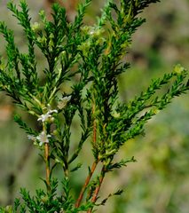 Diosma thyrsophora