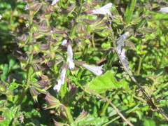 Salvia triangularis
