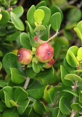 Diospyros rotundifolia