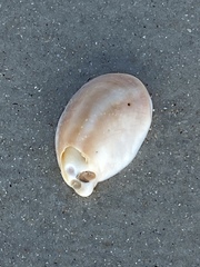 Crepidula fornicata image