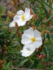 Cistus umbellatus