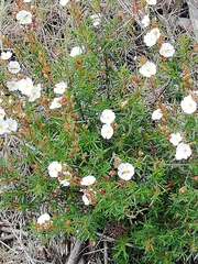 Cistus umbellatus