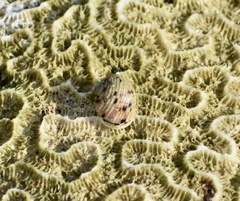 Colpophyllia natans
