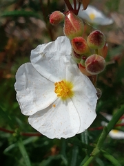 Cistus umbellatus