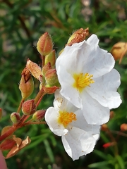 Cistus umbellatus