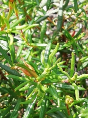 Cistus umbellatus