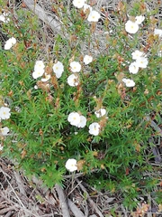 Cistus umbellatus
