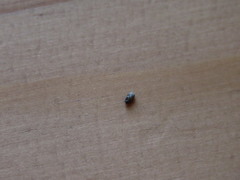 Anthrenus fuscus