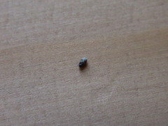 Anthrenus fuscus