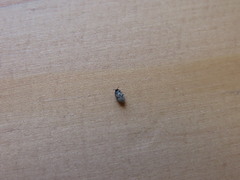Anthrenus fuscus