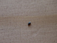 Anthrenus fuscus