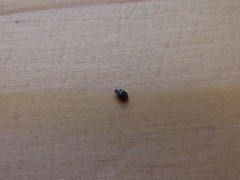 Anthrenus fuscus