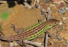 Psammodromus occidentalis