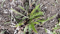 Achillea millefolium