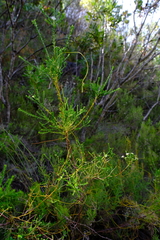 Diosma thyrsophora