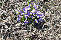 Viola hirta