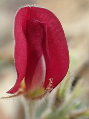 Tephrosia obovata