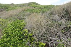 Diospyros rotundifolia