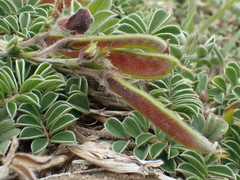 Tephrosia obovata