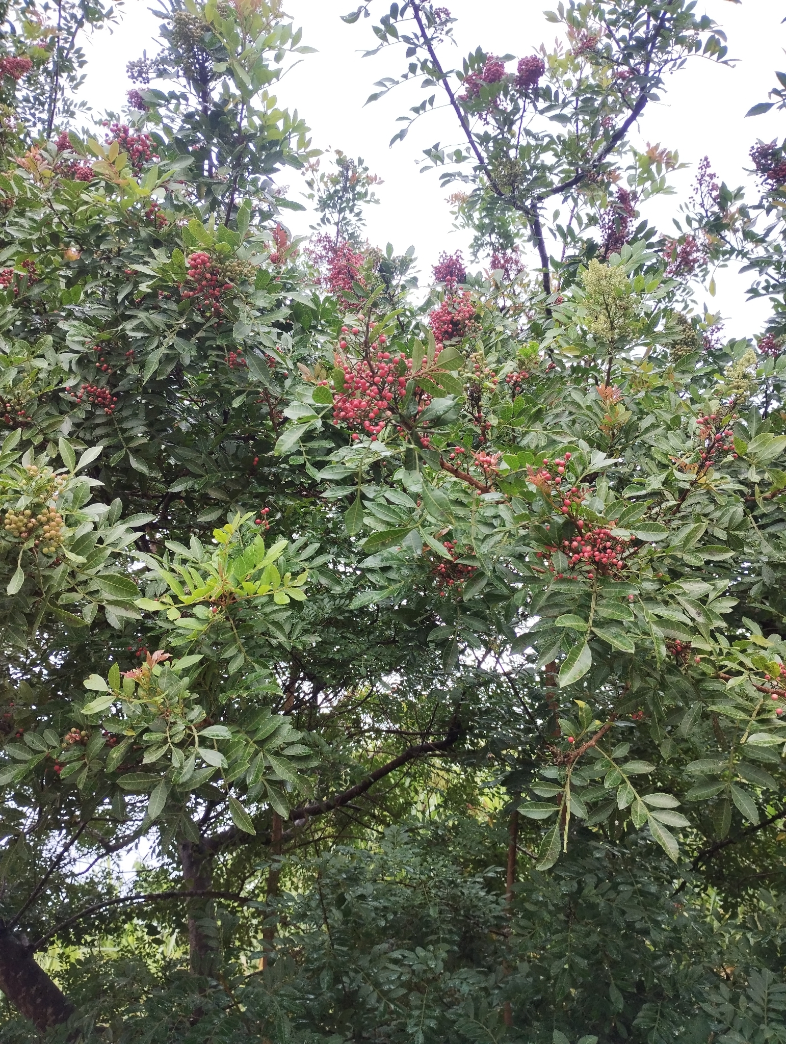 Schinus terebinthifolia