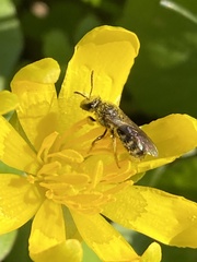 Dialictus