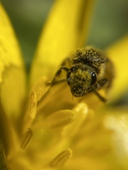 Dialictus
