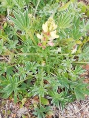 Lupinus gredensis