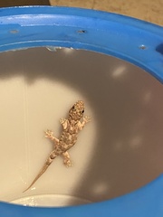 Hemidactylus mabouia