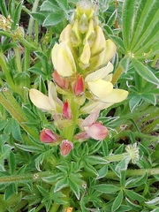 Lupinus gredensis