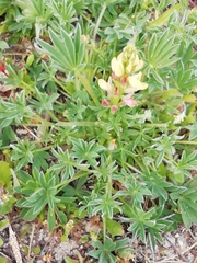 Lupinus gredensis