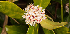Skimmia