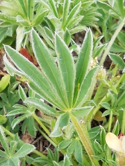 Lupinus gredensis
