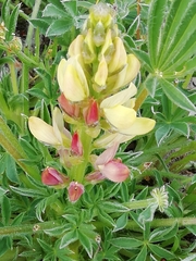 Lupinus gredensis