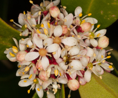 Skimmia