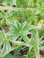 Lupinus gredensis