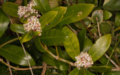 Skimmia