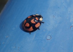 Aiolocaria hexaspilota