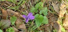 Viola floridana