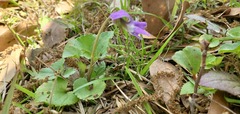 Viola floridana