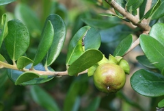 Diospyros rotundifolia