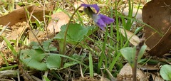 Viola floridana