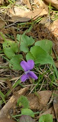Viola floridana