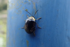 Morphosphaera japonica