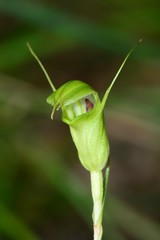 Pterostylis alveata