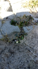 Viola tricolor tricolor